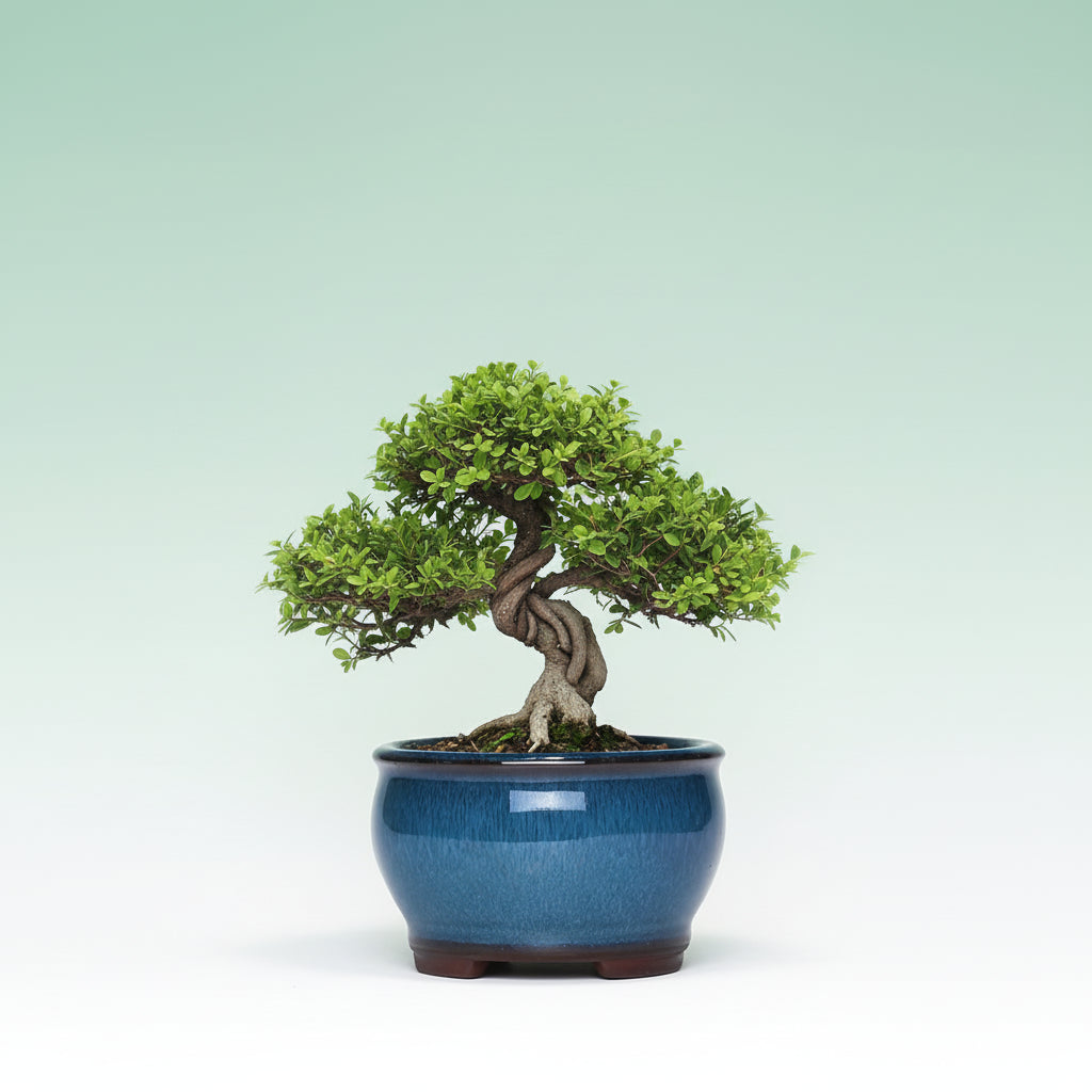 Maceta Bonsái Mini Redonda Azul – Cerámica Esmaltada