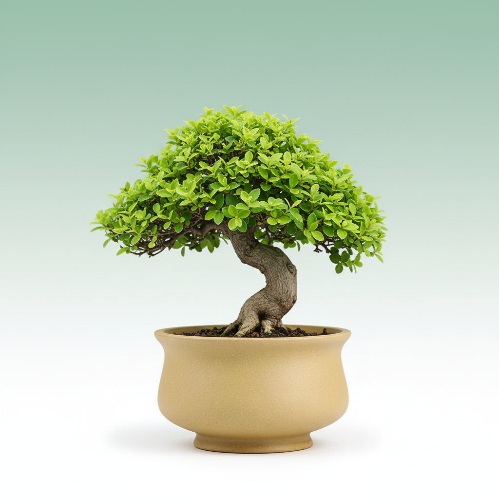 Maceta Bonsái Redonda Beige – Cerámica