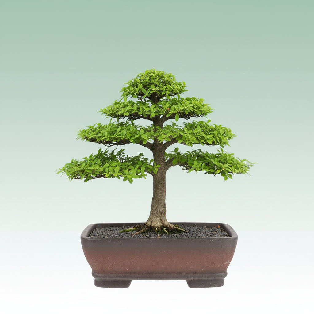 Maceta Bonsái Rectangular Marrón – Arcilla