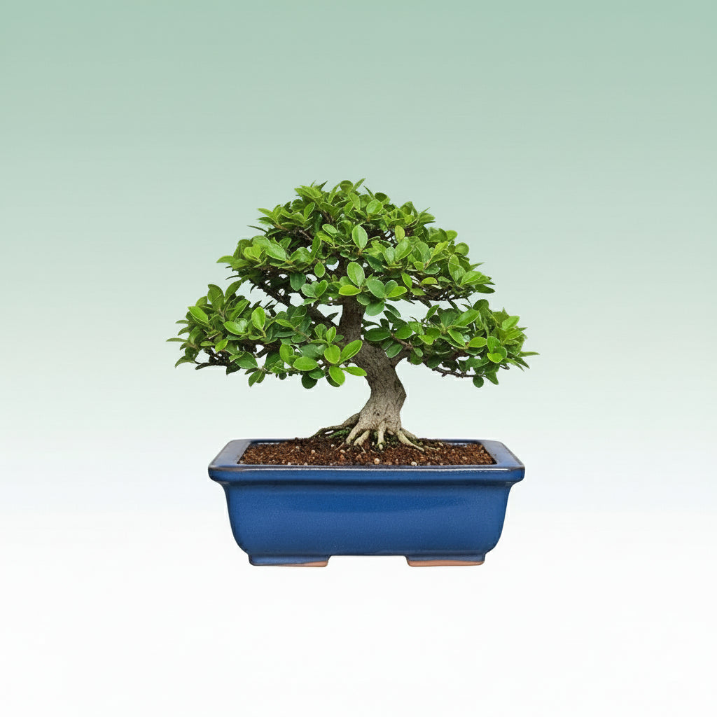 Maceta rectangular azul de cerámica esmaltada para bonsái, diseño elegante y con patas elevadas.