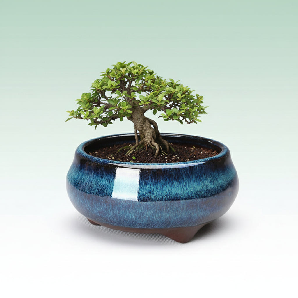 Maceta Bonsái Redonda Azul Galaxia – Cerámica Esmaltada